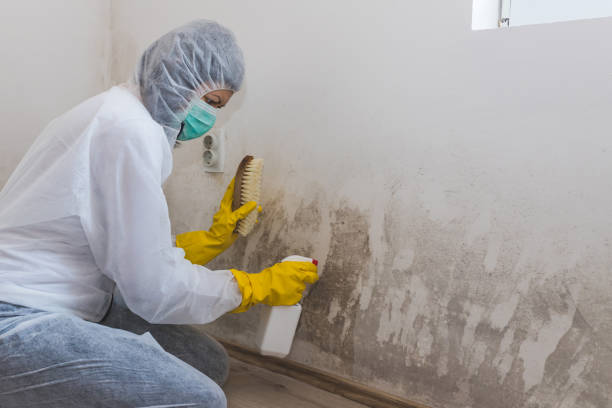 Best Attic Mold Removal  in Gang Mills, NY