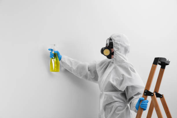 Why You Should Choose Our Mold Remediation Services in Gang Mills, NY