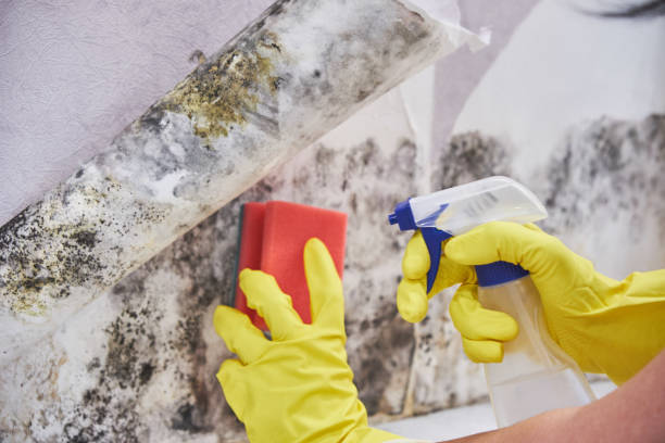 Best Mold Prevention Services  in Gang Mills, NY