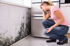 Best Emergency Mold Remediation  in Gang Mills, NY